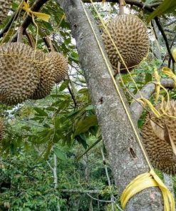 Bibit Durian Bawor okulasi super Sumatra Barat