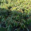 Bibit Durian Bawor okulasi super Tangerang