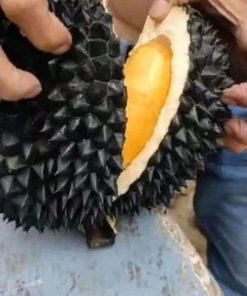 Bibit Durian Hitam Durian Black Thorn Okulasi Cepat Berbuah Jawa Timur