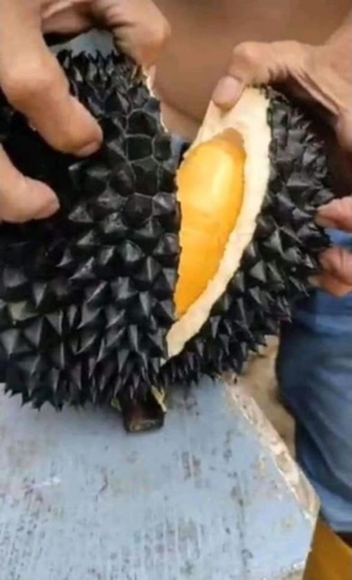 Bibit Durian Hitam Durian Black Thorn Okulasi Cepat Berbuah Jawa Timur