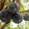 Bibit Durian Hitam Durian Black Thorn Okulasi Cepat Berbuah Manado