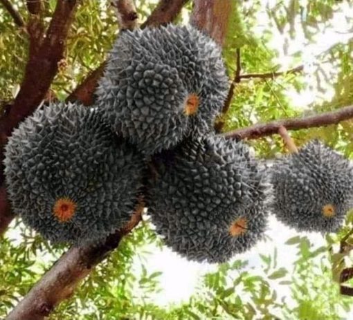 Bibit Durian Hitam Durian Black Thorn Okulasi Cepat Berbuah Manado