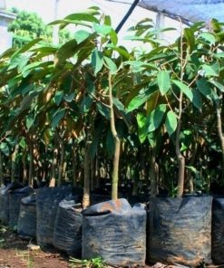Bibit Durian Hitam Durian Black Thorn Okulasi Cepat Berbuah Sumatra Barat