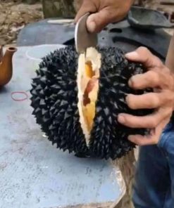 Bibit Durian Hitam Durian Black Thorn Okulasi Cepat Berbuah Nusa Tenggara Barat