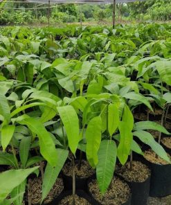 Bibit Tanaman Buah Mangga Mahatir Hasil Okulasi Banten