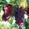 Bibit Buah Anggur Merah Bandung