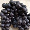 TANAMAN BUAH POHON ANGGUR HITAM MANIS Tegal