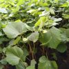 TANAMAN BUAH POHON ANGGUR HITAM MANIS Binjai