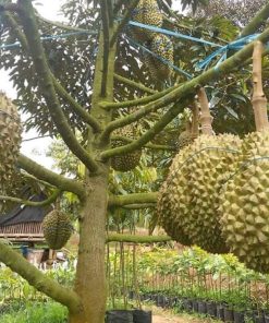 Bibit Durian Musangking Kaki 3 Sorong
