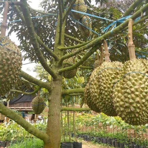Bibit Durian Musangking Kaki 3 Sorong
