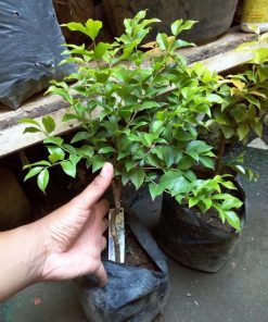Bibit Anggur Pohon JABOTICABA Banjarbaru