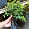 Bibit Anggur Pohon JABOTICABA Kotamobagu
