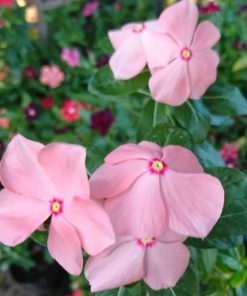 Bibit Bunga Vinca Murah Papua