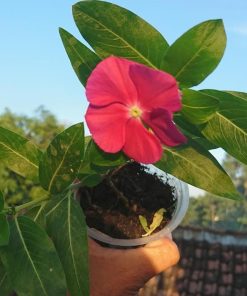 Bibit Bunga Vinca Murah Tanjungpinang