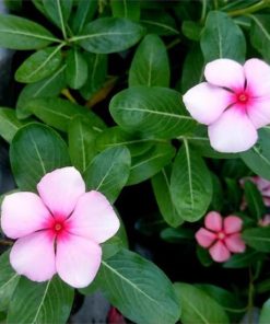 Bibit Bunga Vinca Murah Sabang