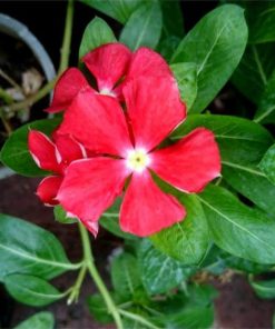 Bibit Bunga Vinca Murah Madiun