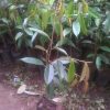 durian kanjo