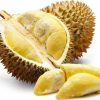 Bibit durian duri hitam kaki 3 Jambi