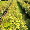 Bibit Durian Bawor Kaki 3 Jayapura