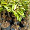 Bibit durian Musangking kaki 3 okulasi cepat berbuah Solok