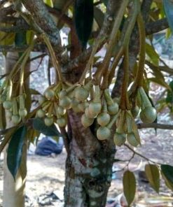 Bibit durian Musangking kaki 3 okulasi cepat berbuah Langsa