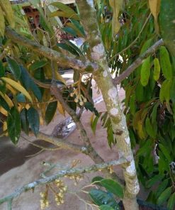 Bibit durian Musangking kaki 3 okulasi cepat berbuah Palembang