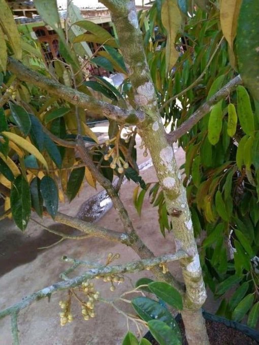 Bibit durian Musangking kaki 3 okulasi cepat berbuah Dumai