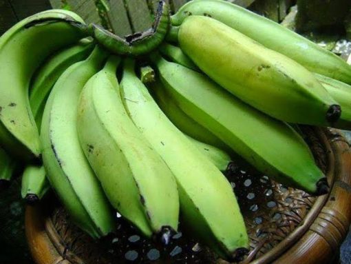 Bibit Buah Pisang Raja Nangka Super Pariaman