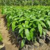 Bibit Mangga kiojay super unggul Sumatra Selatan