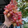 BIBIT BUAH ANGGUR IMPORT JUPITER GRAFTING Kota Administrasi Jakarta Utara