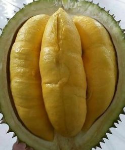 bibit durian bawor super cepat berbuah Bengkulu