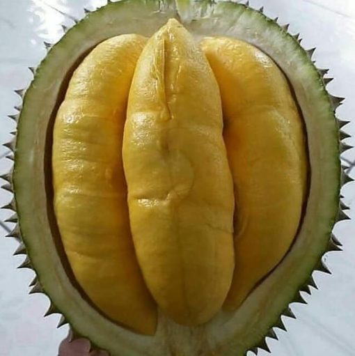 bibit durian bawor super cepat berbuah Bengkulu