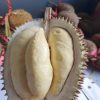 Bibit durian matahari 80 cm Sulawesi Tenggara