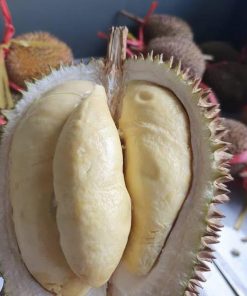 Bibit durian matahari 80 cm Sulawesi Tenggara