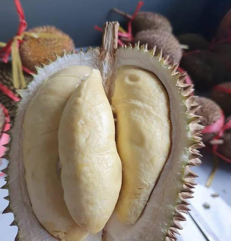 Bibit durian matahari 80 cm Sulawesi Tenggara Bibit durian matahari 80 cm Sulawesi Tenggara