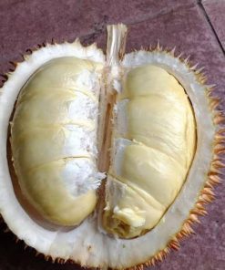 Bibit durian matahari 80 cm Jambi