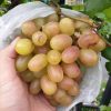 BIBIT ANGGUR IMPORT TRANSFIGURASI GRAFTING Yogyakarta