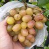 BIBIT ANGGUR IMPORT TRANSFIGURASI GRAFTING Pekanbaru