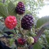 Bibit Tanaman Buah Blackberry Blitar