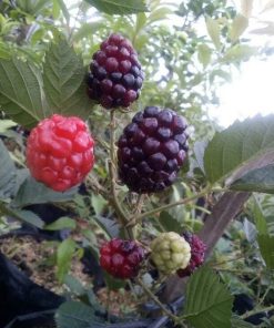 Bibit Tanaman Buah Blackberry Blitar