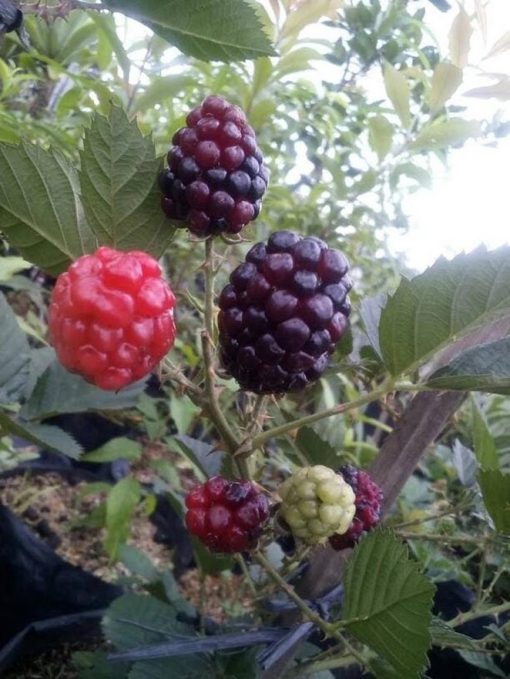 Bibit Tanaman Buah Blackberry Blitar