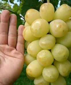 Bibit Anggur Import Treasure Hasil Grafting Salatiga