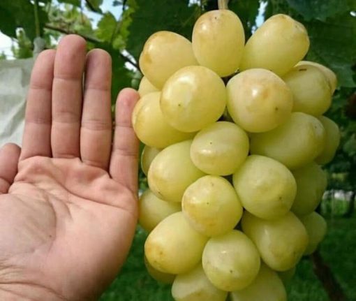 Bibit Anggur Import Treasure Hasil Grafting Salatiga