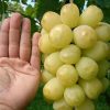 Bibit Anggur Import Treasure Hasil Grafting Medan