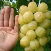Bibit Anggur Import Treasure Hasil Grafting Jawa Barat