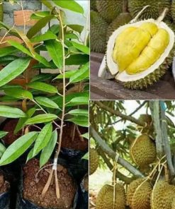 paket 5 bibit pohon durian musangking kaki 3 tinggi 1 meter ap Sumatra Barat