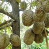 paket 5 bibit pohon durian musangking kaki 3 tinggi 1 meter ap Sabang