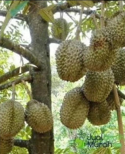paket 5 bibit pohon durian musangking kaki 3 tinggi 1 meter ap Sabang
