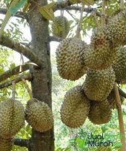 paket 5 bibit pohon durian musangking kaki 3 tinggi 1 meter ap Gorontalo