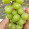 BIBIT ANGGUR IMPORT SHINE MUSCAT Palopo